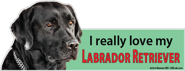 'I really love my Labrador Retriever' next to a black lab.